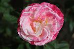 Rose.jpg