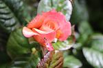 Rose mit Freund.jpg