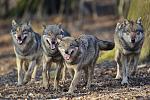 Rolfes Wolf WR 11 1254.JPG
