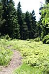 Trail 2.jpg