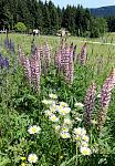 Blumenwiese 2.jpg