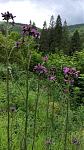 Distel.jpg