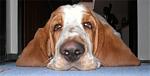 basset-3.jpg
