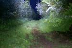 trail2.jpg