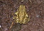 frosch.jpg