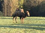 IMG_2964-s.jpg