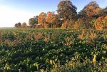 IMG_2961-s.jpg