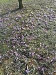 blumen2.jpg