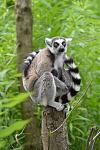 ring-tailed-lemur-219672_960_720.jpg