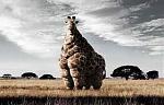 Giraffe.jpg