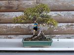 JBl_Bonsai__.jpg
