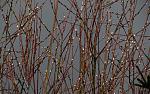 IMG_9841.JPG