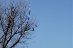 P1040905a.jpg