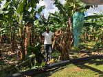 Bananenplantage Martinique.jpg