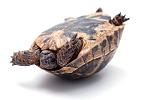 shutterstock_134497370.jpg