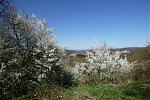 P1060180a.jpg