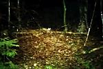 Waschbär.jpg