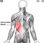 Latissimus.jpg