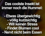 hummel.gif