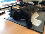 Office 1.jpg