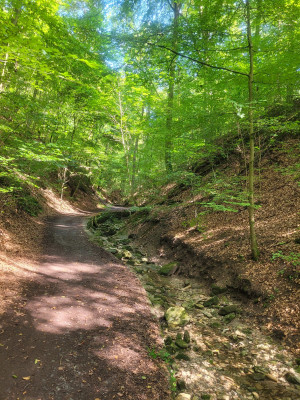 Vaihingen-MA-2023-08-Schlucht-aufwärts.jpg