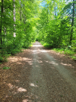 Isar-Süd-MA-2024-05-Waldweg-Isarhöhe.jpg