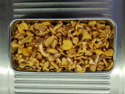 Pfifferlinge.jpg