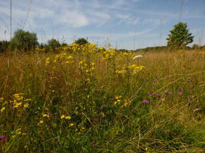 P1090551a.jpg
