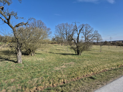 Weingässchen--12Std-2025-Streuobstwiese.jpg