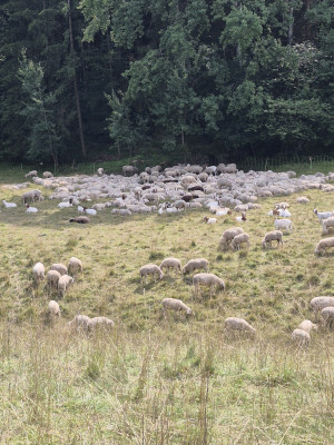 Hohenlohe-MA-08-2025-Schafherde.jpg