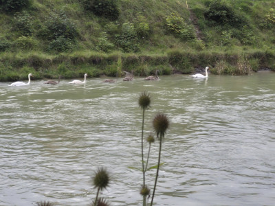 Isar-Süd-MA-2025-Schwäne-am-Isarkanal.jpg