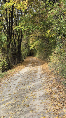 16.Naabtal-MA-Duggendorf-herrlicher-Waldweg.jpg